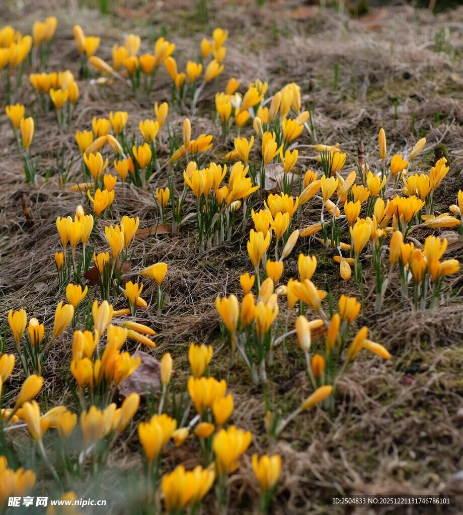 春日绽放的黄色番红花