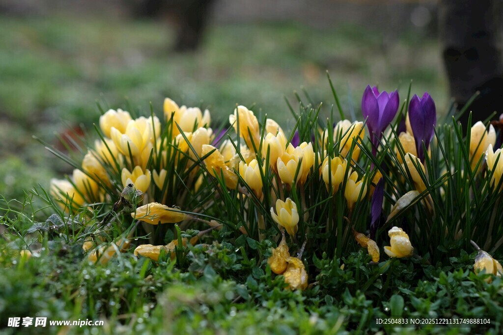 黄紫番红花绽放于草地