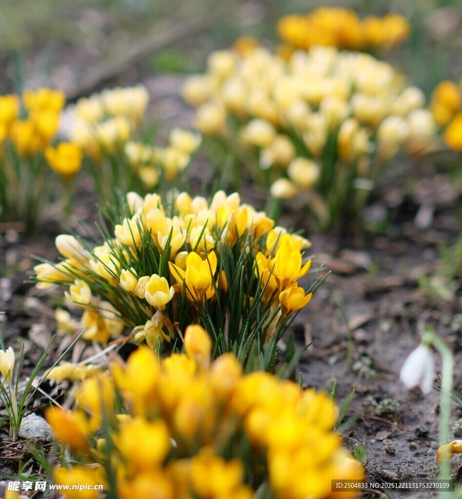 春日绽放的黄色番红花