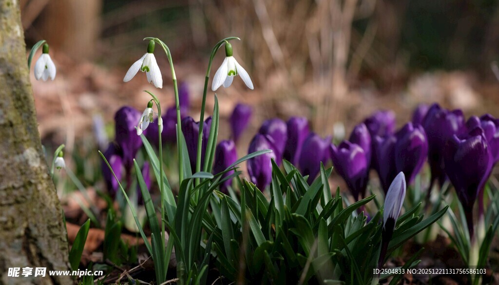 紫白花卉绽放自然美景