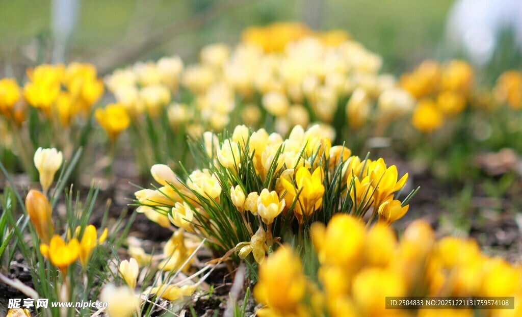 春日绽放的黄色番红花