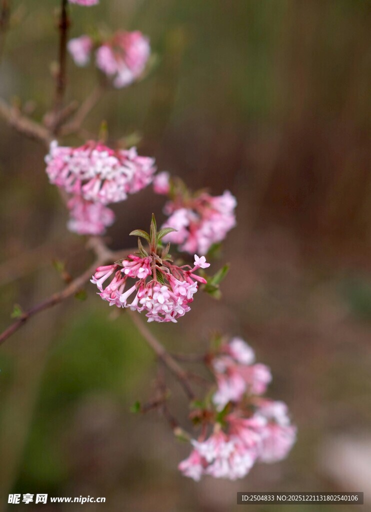 粉色小花绽放枝头