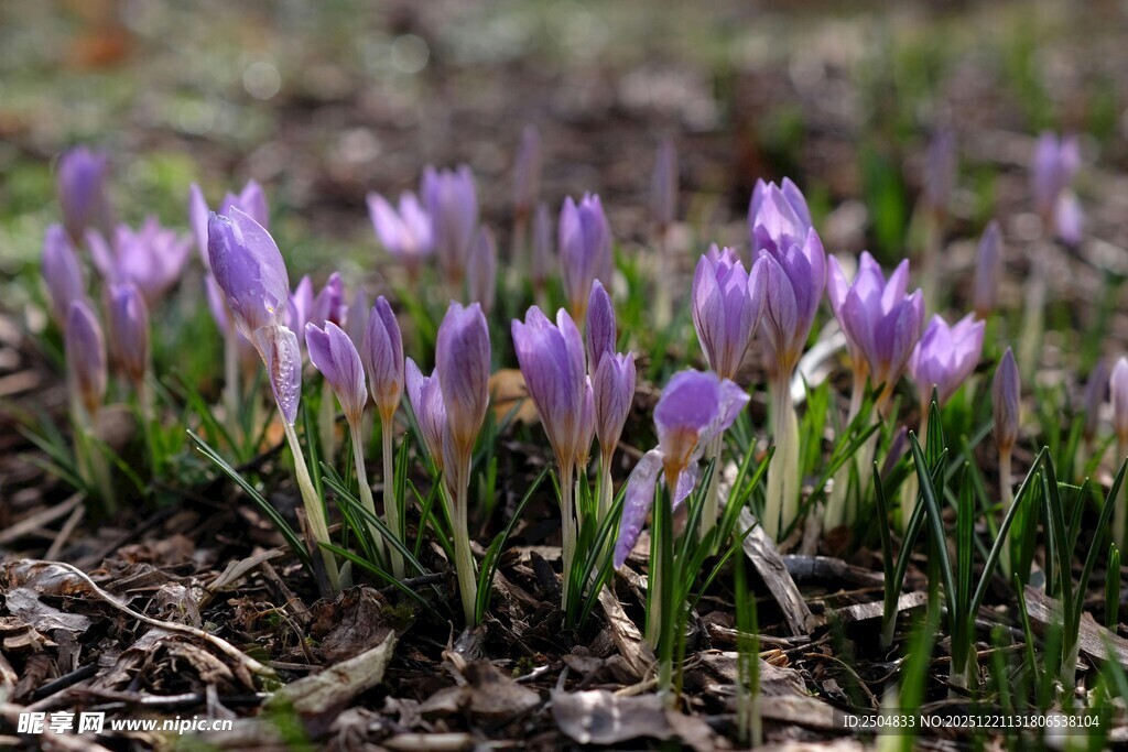 紫色番红花绽放于草地