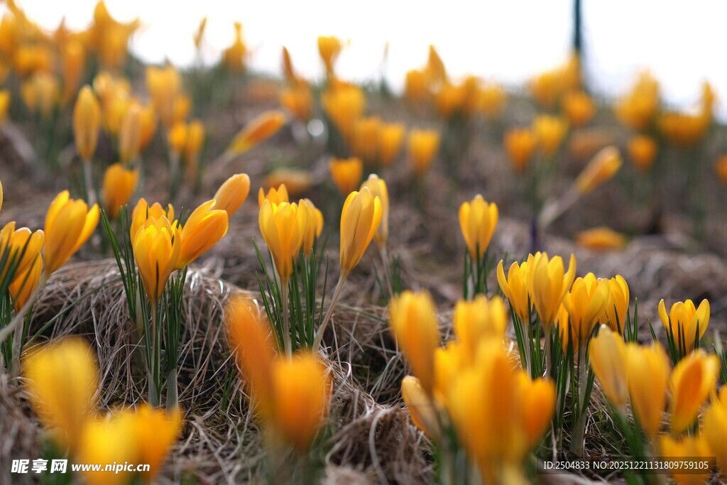 春日黄花绽放美景
