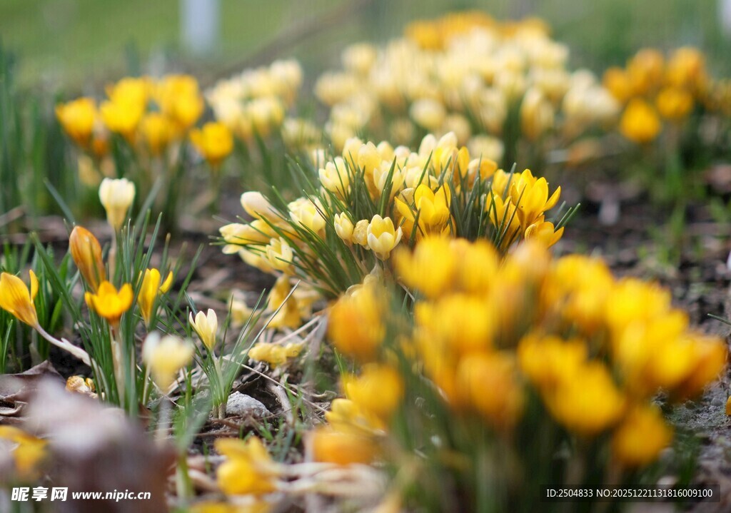 春日绽放的黄色番红花