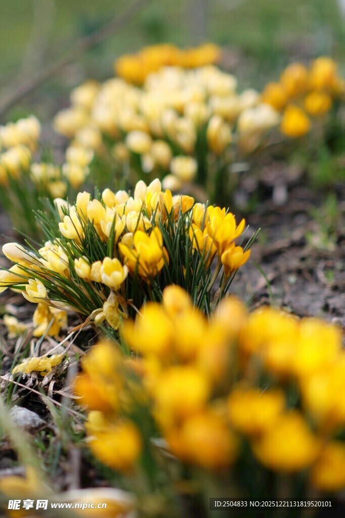 春日绽放的黄色番红花