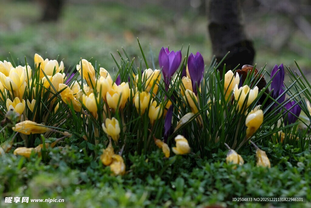 黄紫番红花绽放于草地
