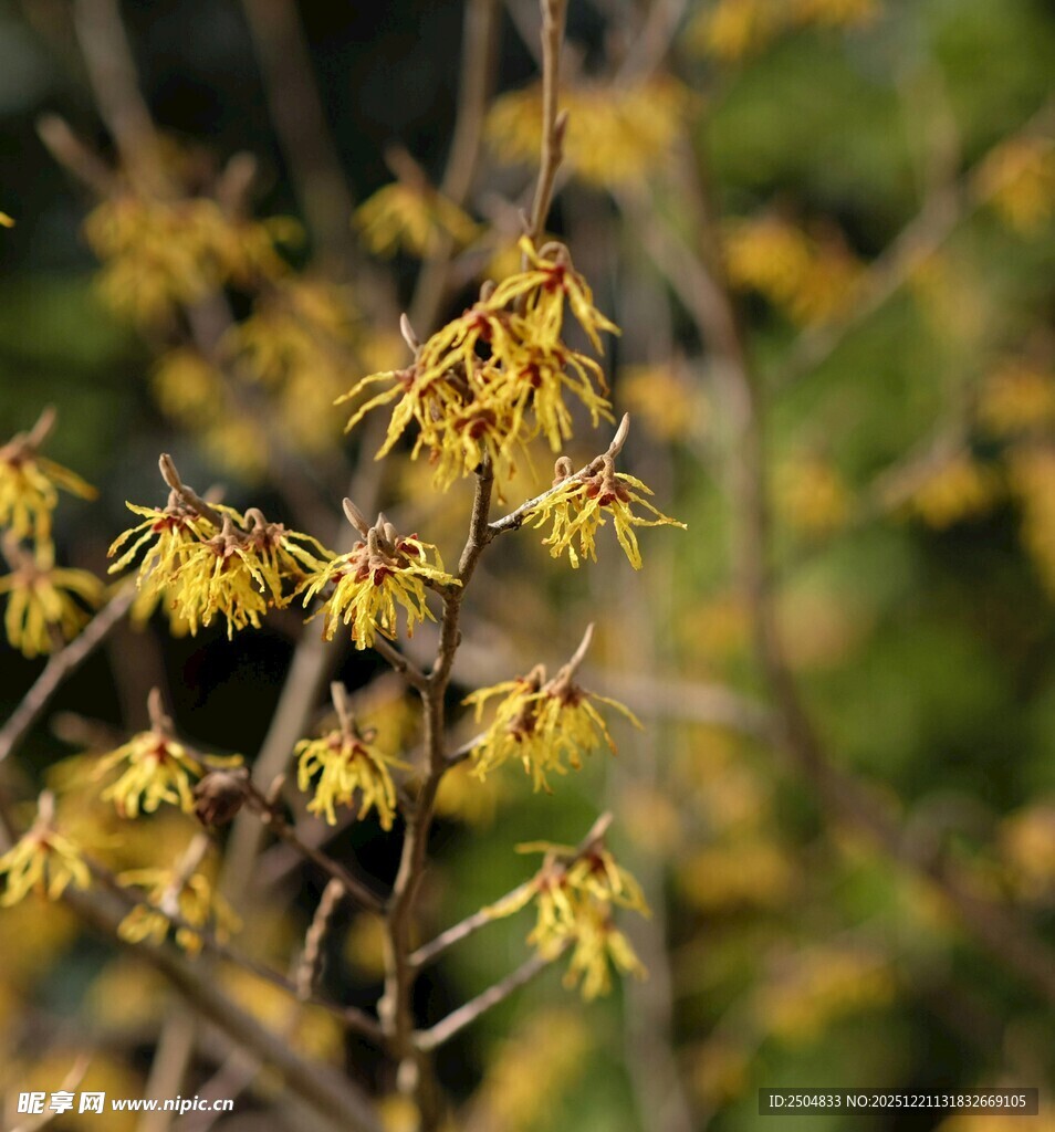 金黄腊梅绽放枝头