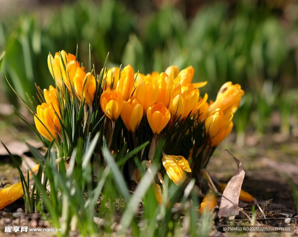 黄色番红花绽放于草地
