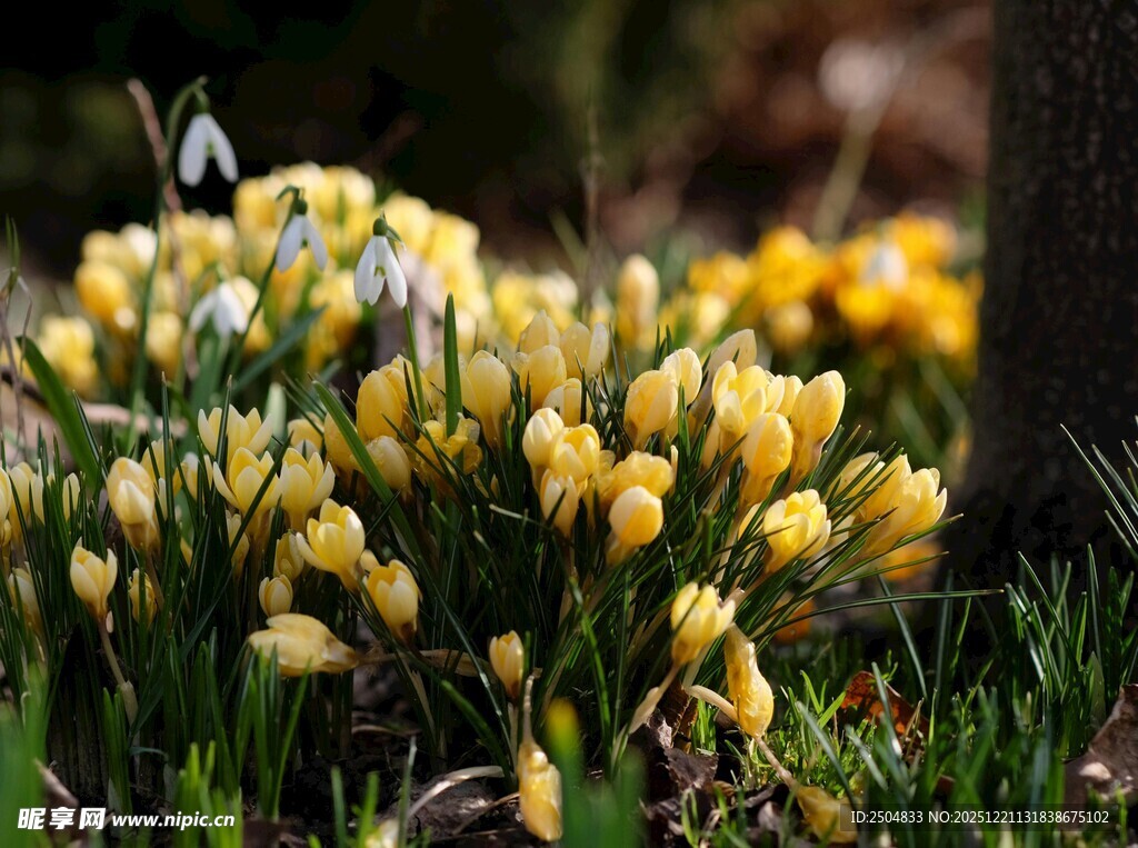 春日绽放的黄色番红花