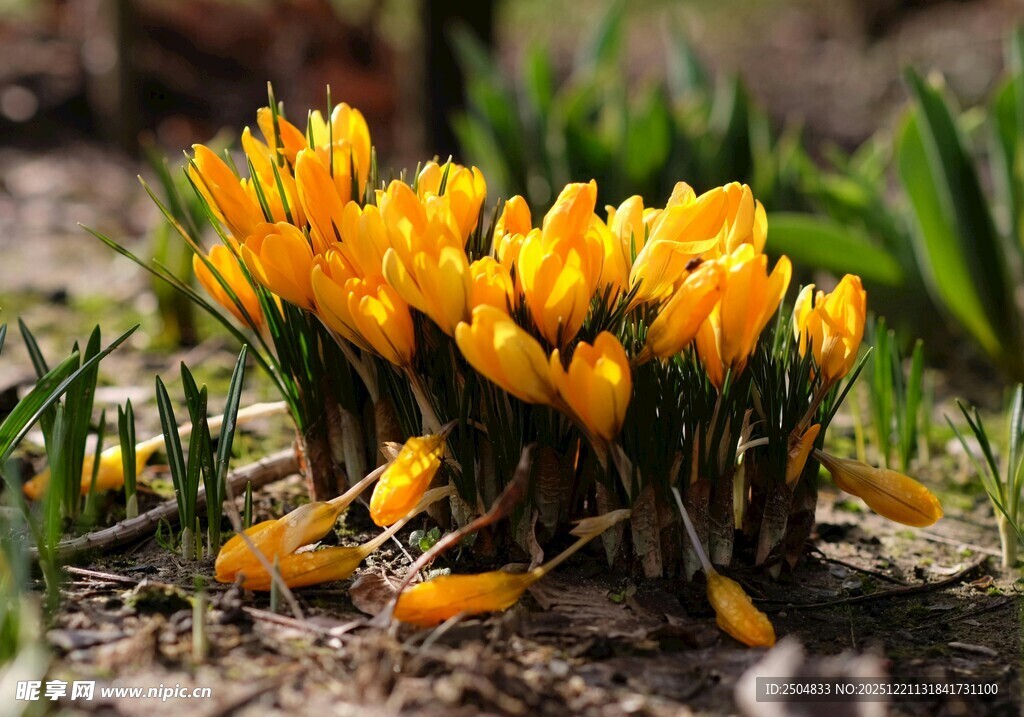 绽放的黄色番红花