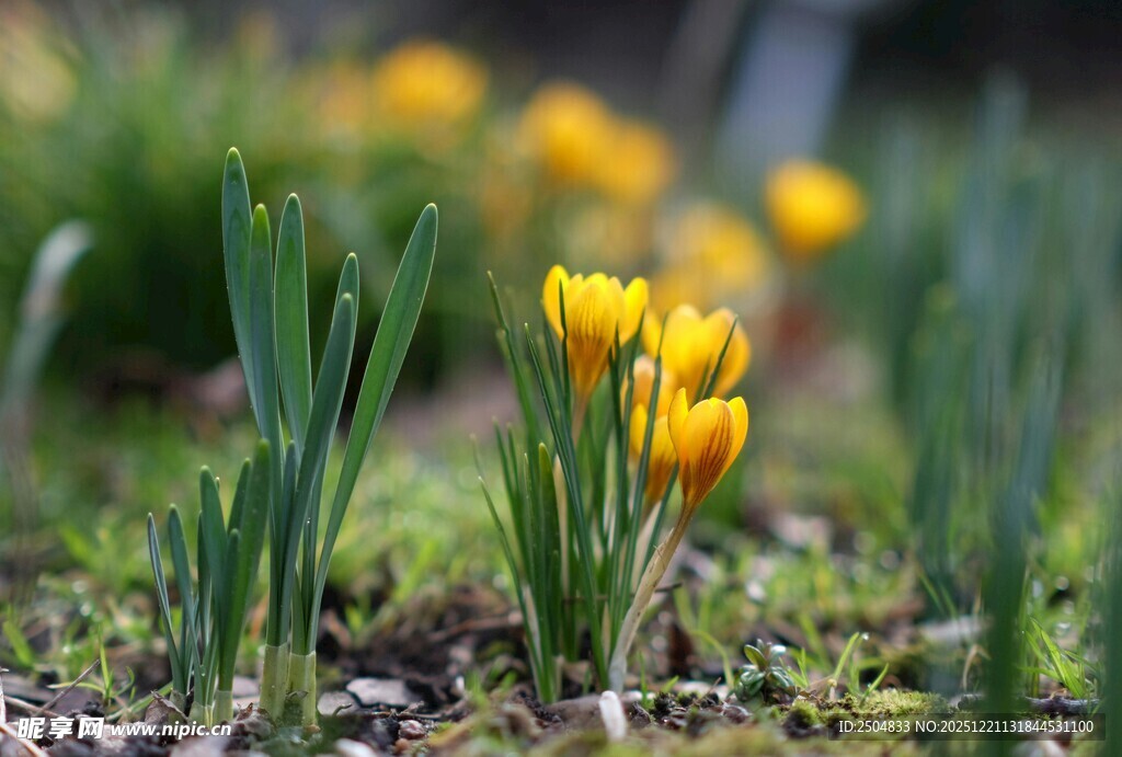 春日绽放的黄色番红花