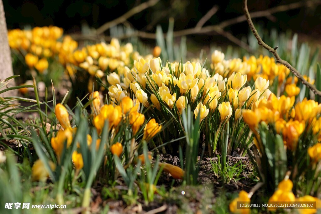 春日绽放的黄色番红花