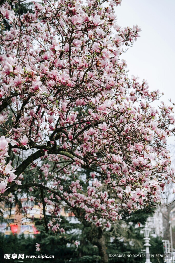 盛开的粉色玉兰花树