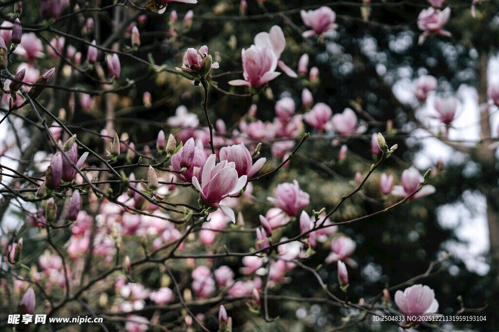 盛开的粉色玉兰花