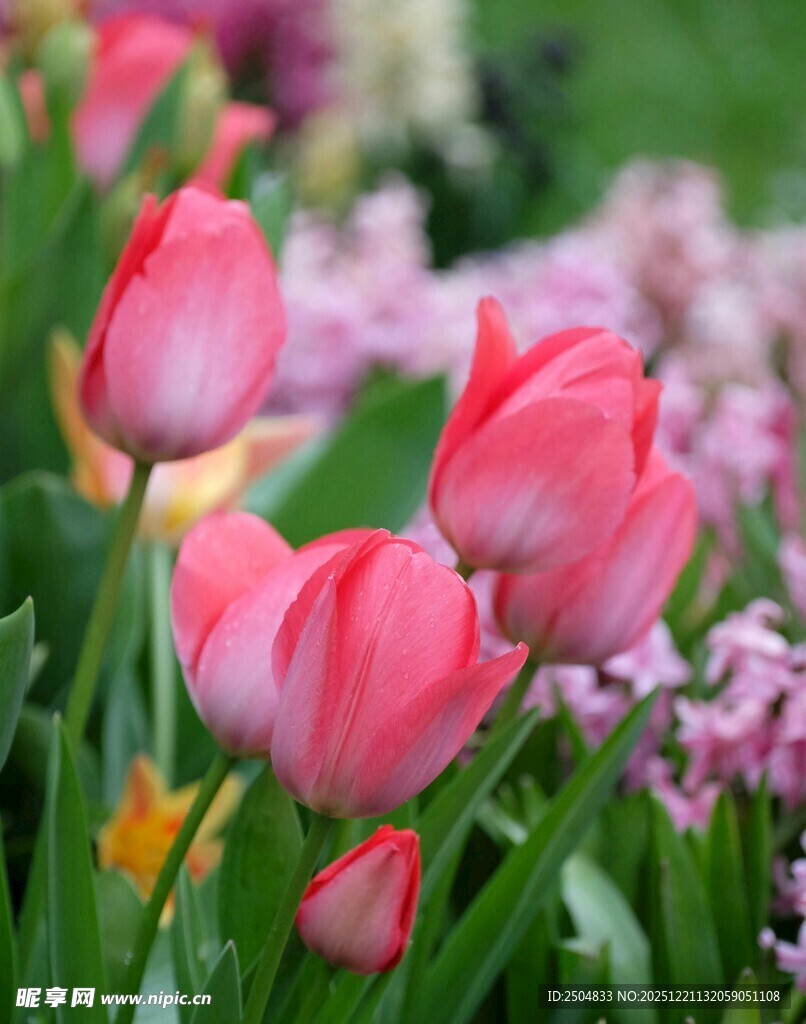 娇艳郁金香绽放于花丛