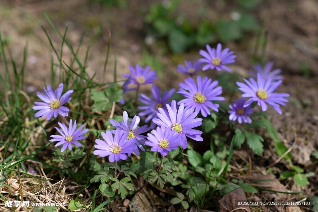 紫色小花绽放于草地间