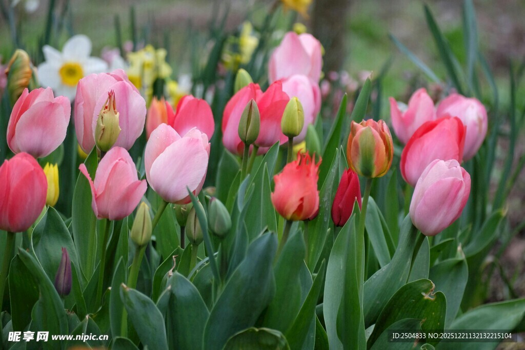 多彩郁金香绽放的美丽