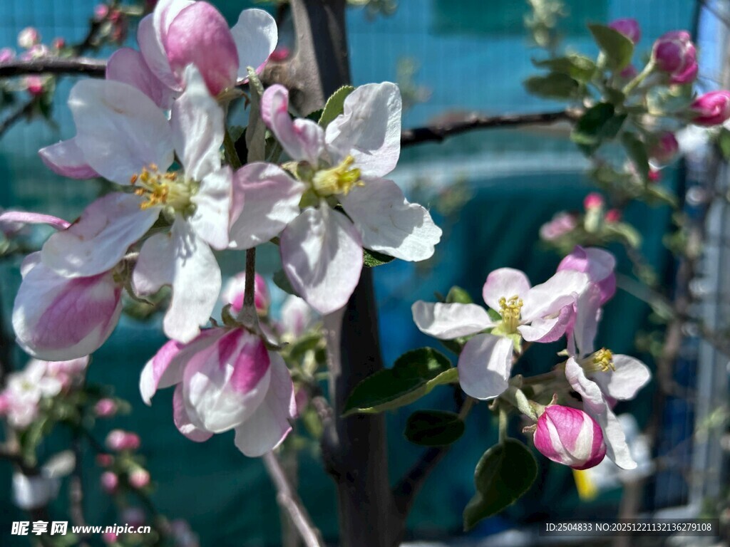 枝头绽放的粉嫩苹果花