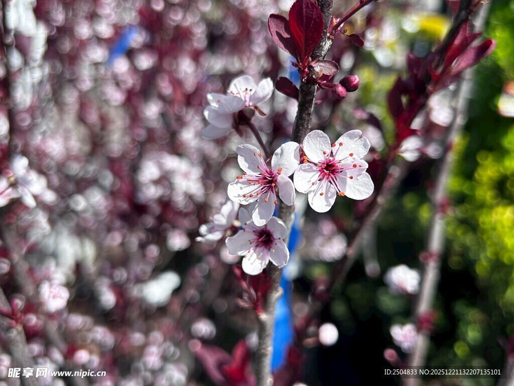 绽放的紫叶李花朵