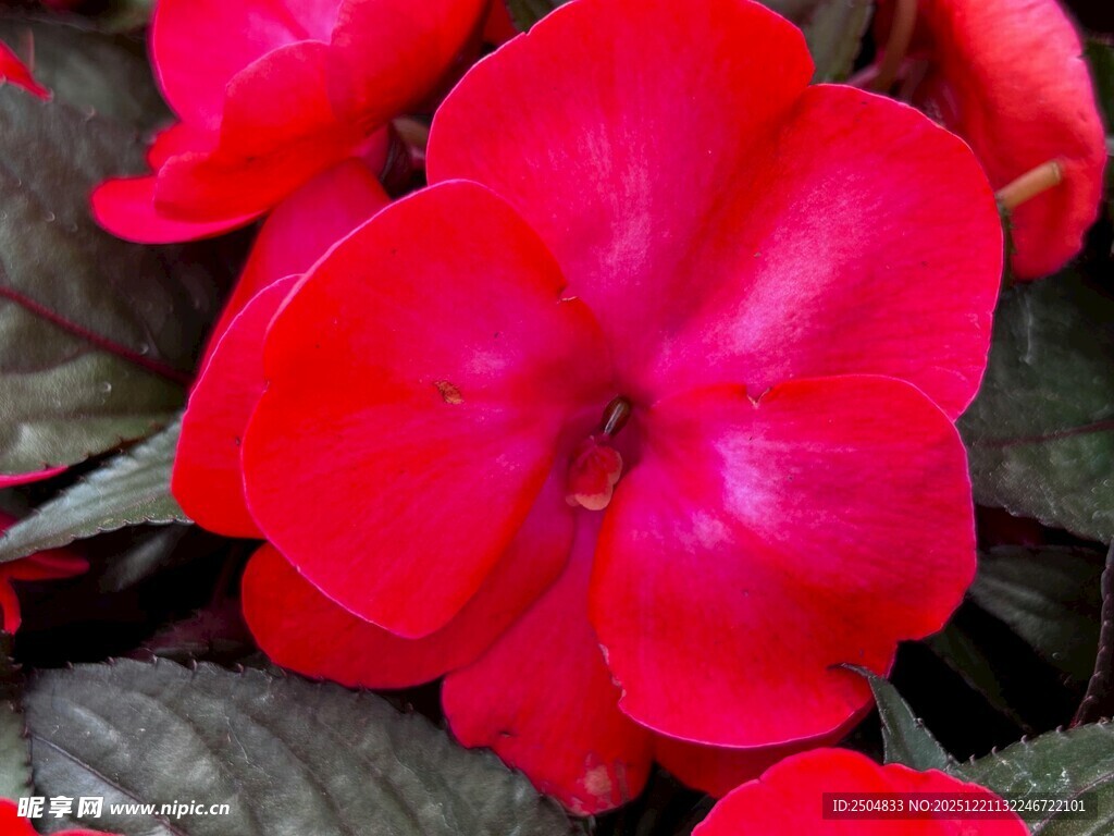 艳丽红色花卉特写