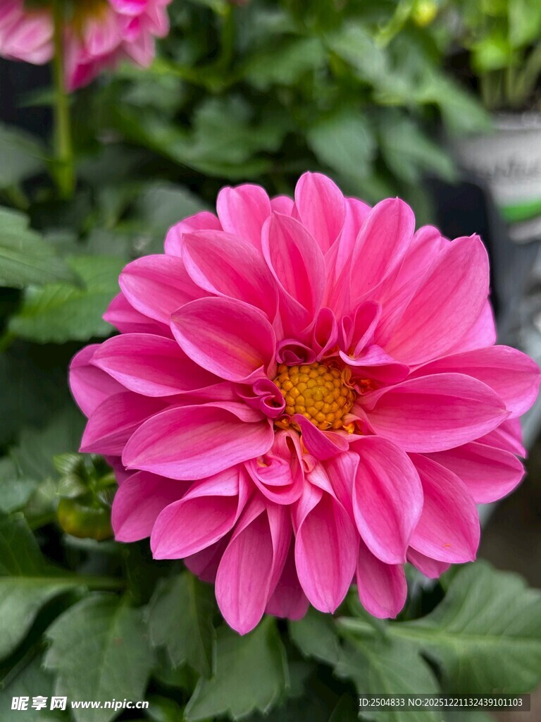 娇艳粉色大丽花绽放