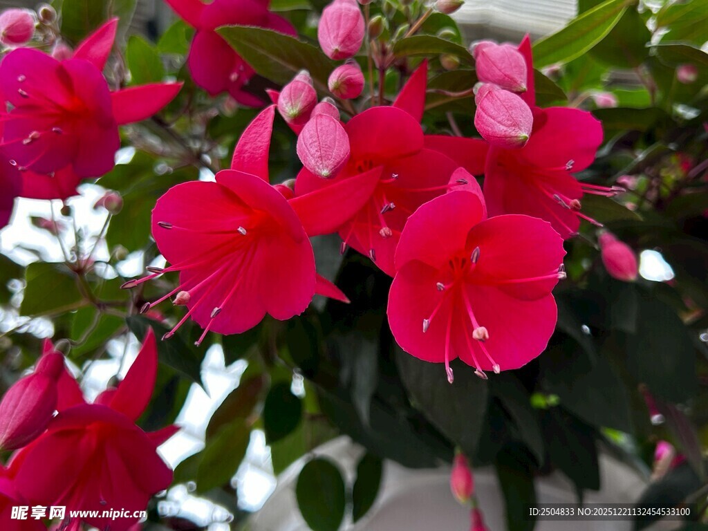 娇艳盛开的红色花卉