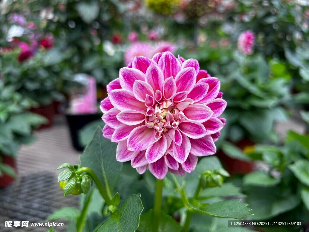 娇艳大丽花绽放于花丛中