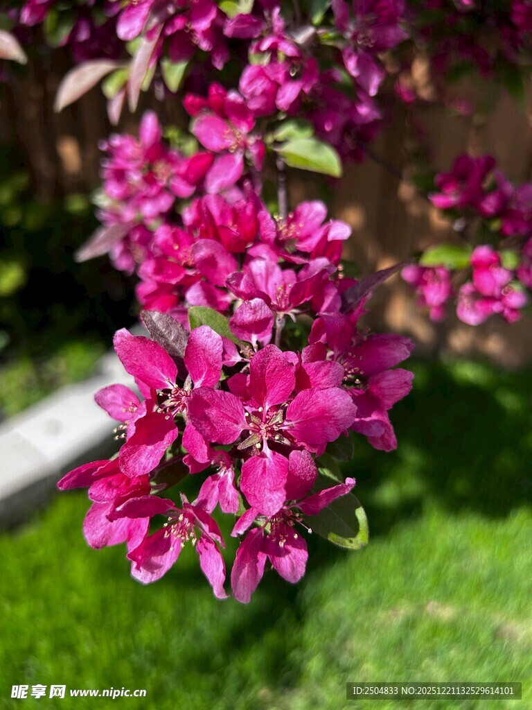 娇艳盛放的玫红色花卉