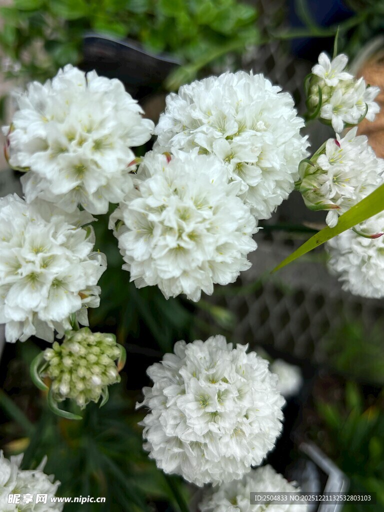 白色球状花卉特写
