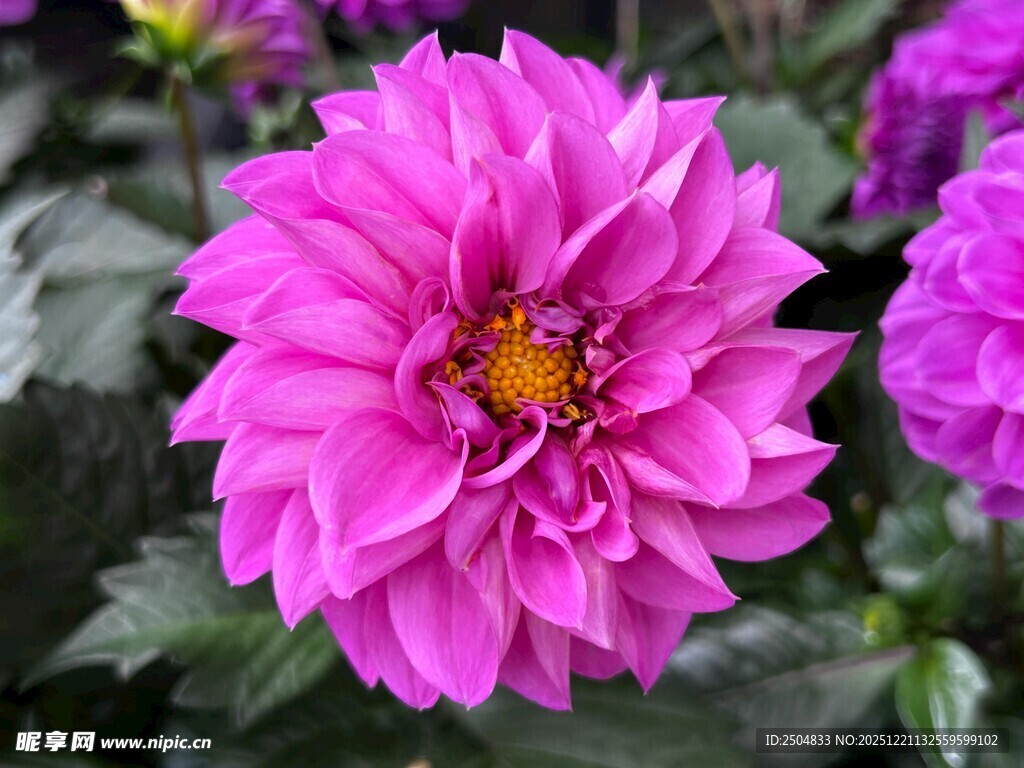 艳丽粉色大丽花绽放