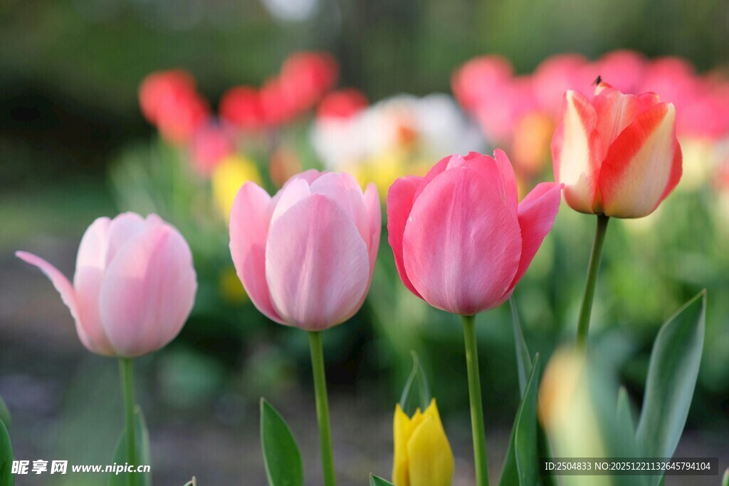 多彩郁金香绽放的美丽