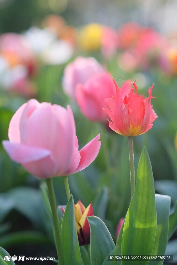 娇艳郁金香绽放于花丛