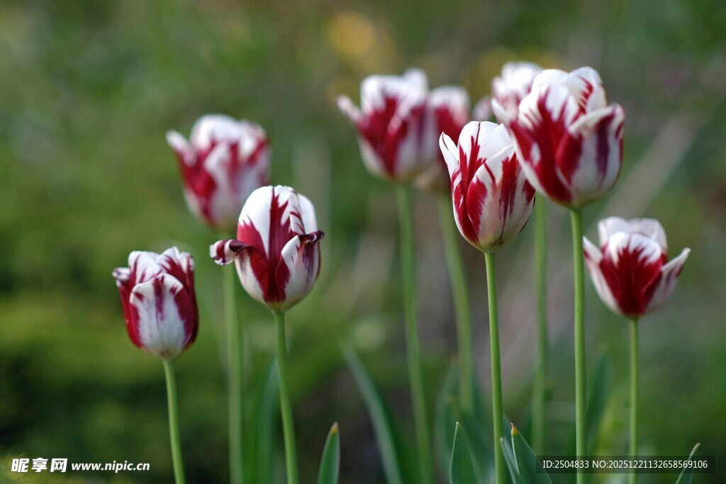 红白相间的美丽郁金香