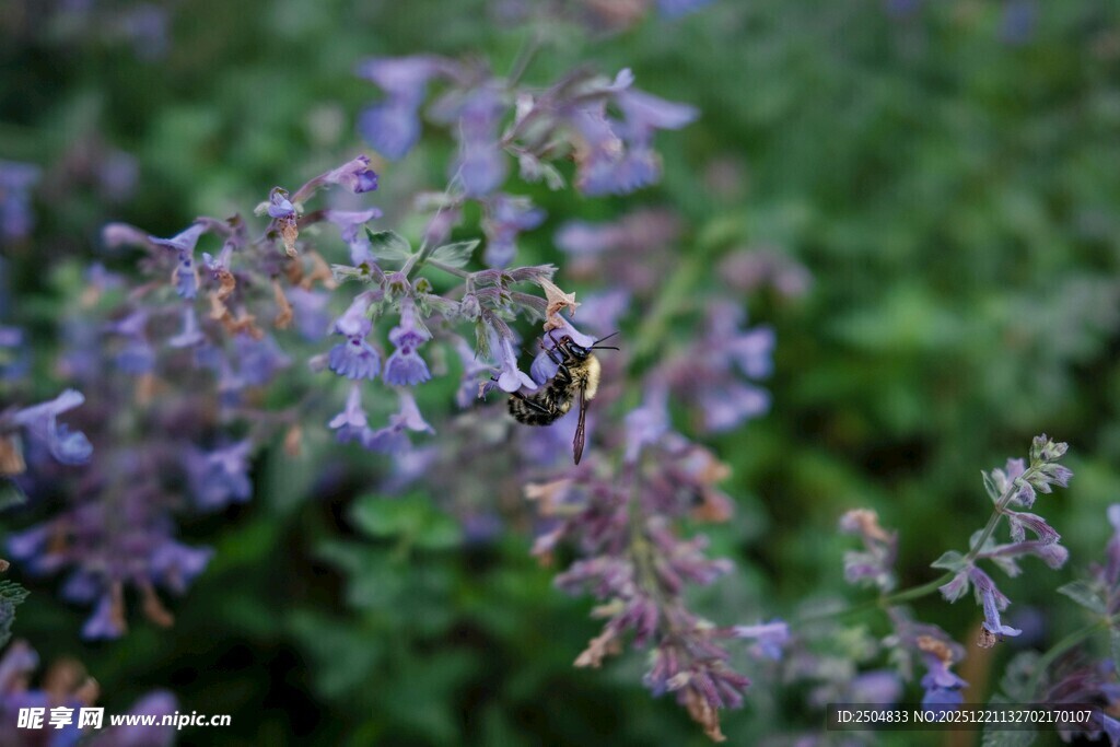 紫色花丛中的蝴蝶