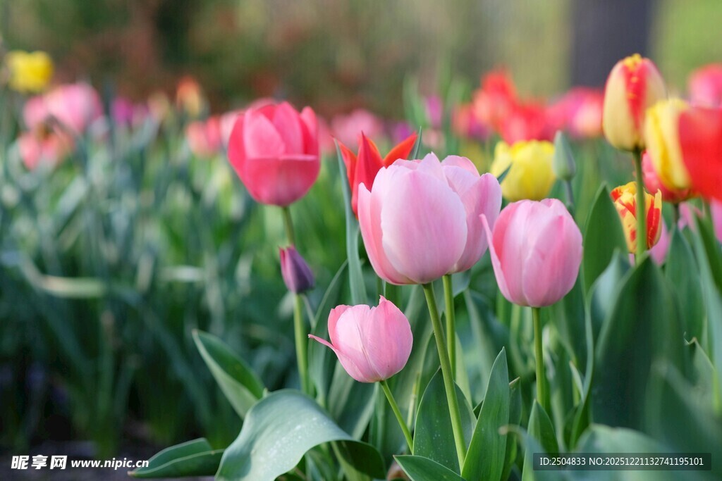 多彩郁金香绽放的美丽