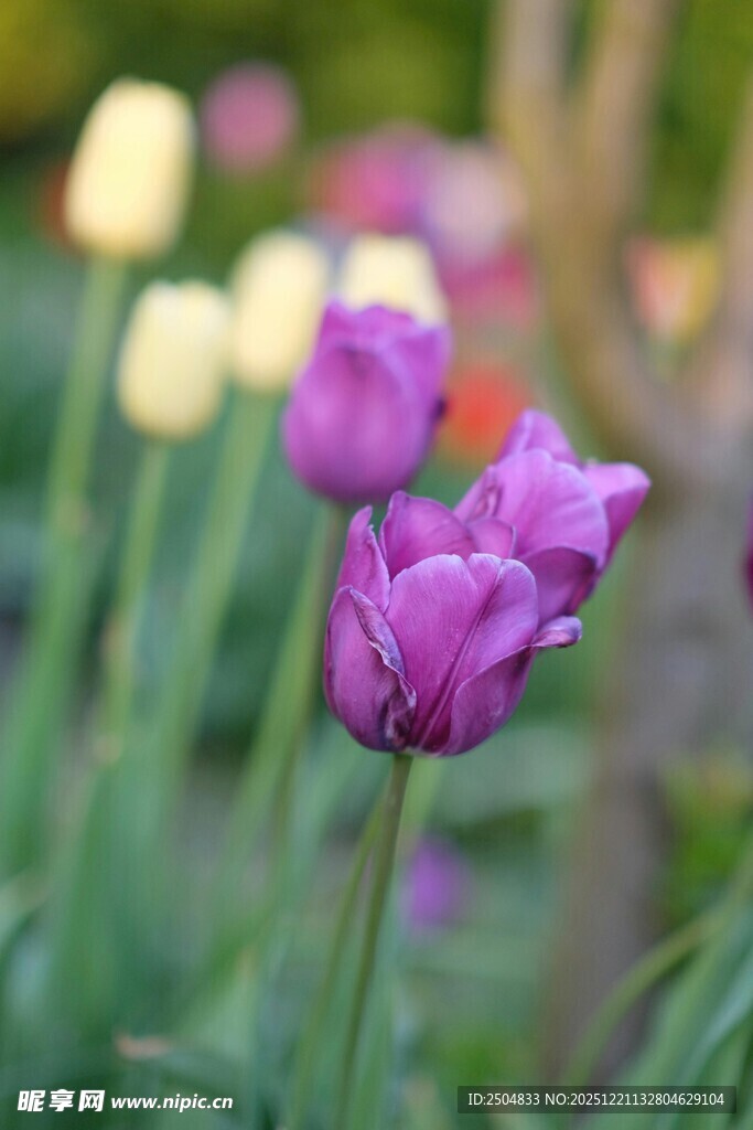 紫色郁金香绽放于花丛