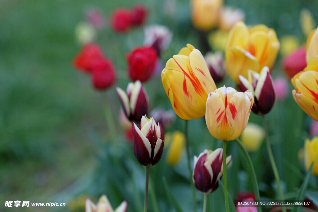 多彩郁金香绽放美景