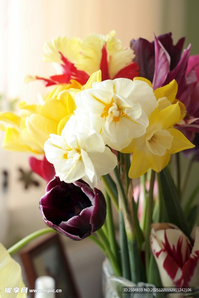 多彩郁金香插于透明花瓶