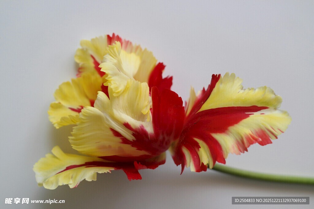 黄红相间美丽郁金香