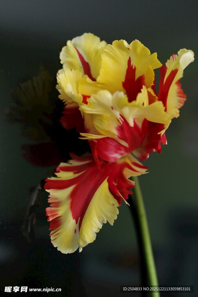 双色条纹郁金香特写