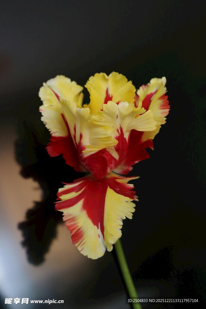 黄红相间独特郁金香