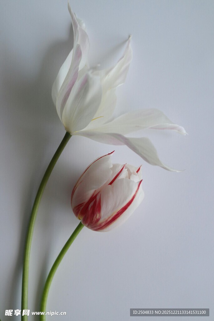 两朵优雅绽放的美丽花朵