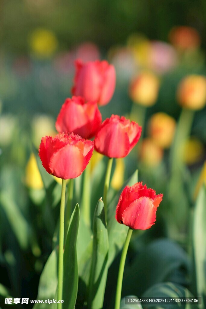 娇艳红郁金香绽放