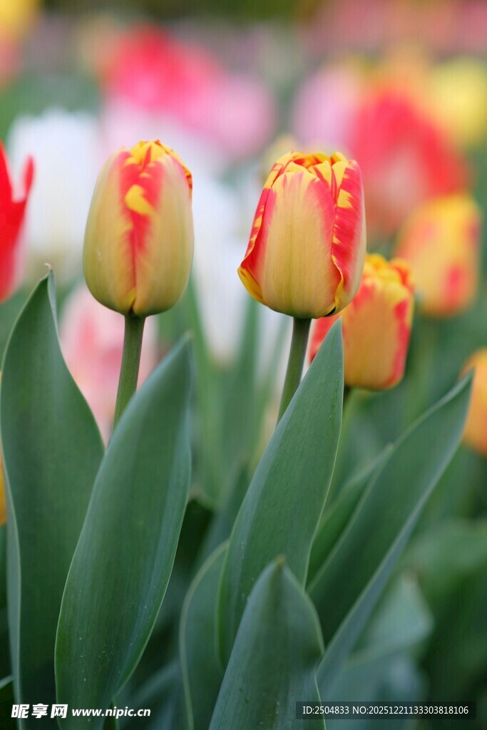 多彩郁金香绽放