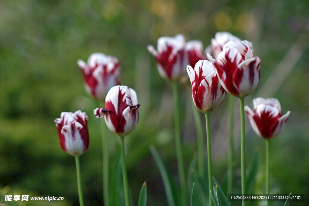 红白相间的美丽郁金香