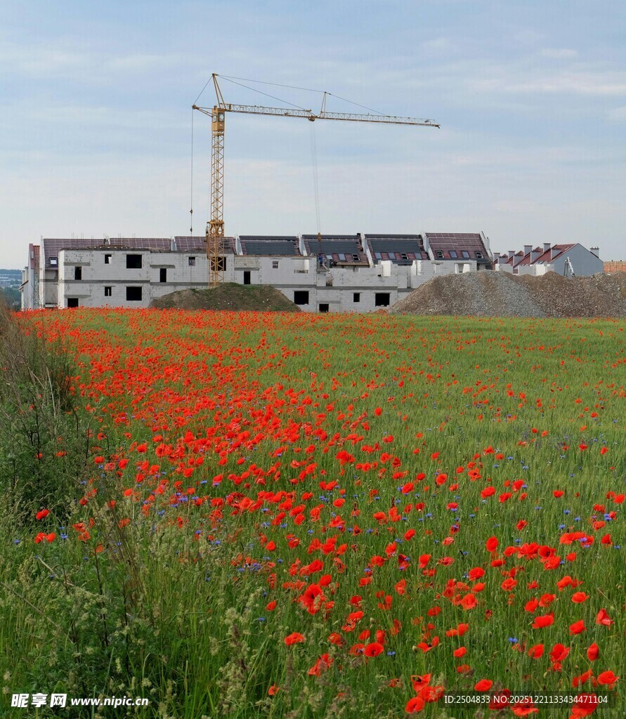 田野红花旁的建筑施工场景