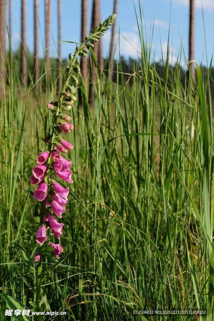 田野中绽放的粉色毛地黄花