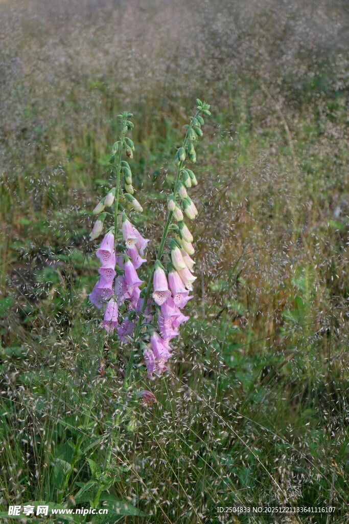 野外绽放的紫色毛地黄