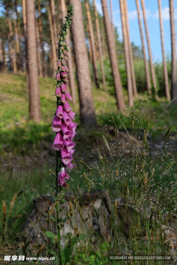 林间绽放的紫色毛地黄